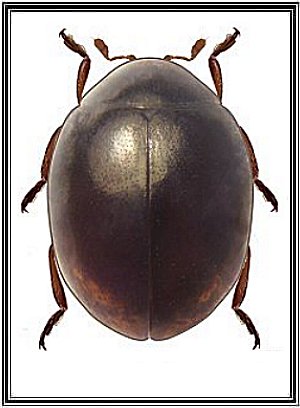 Coccidophilus sp.